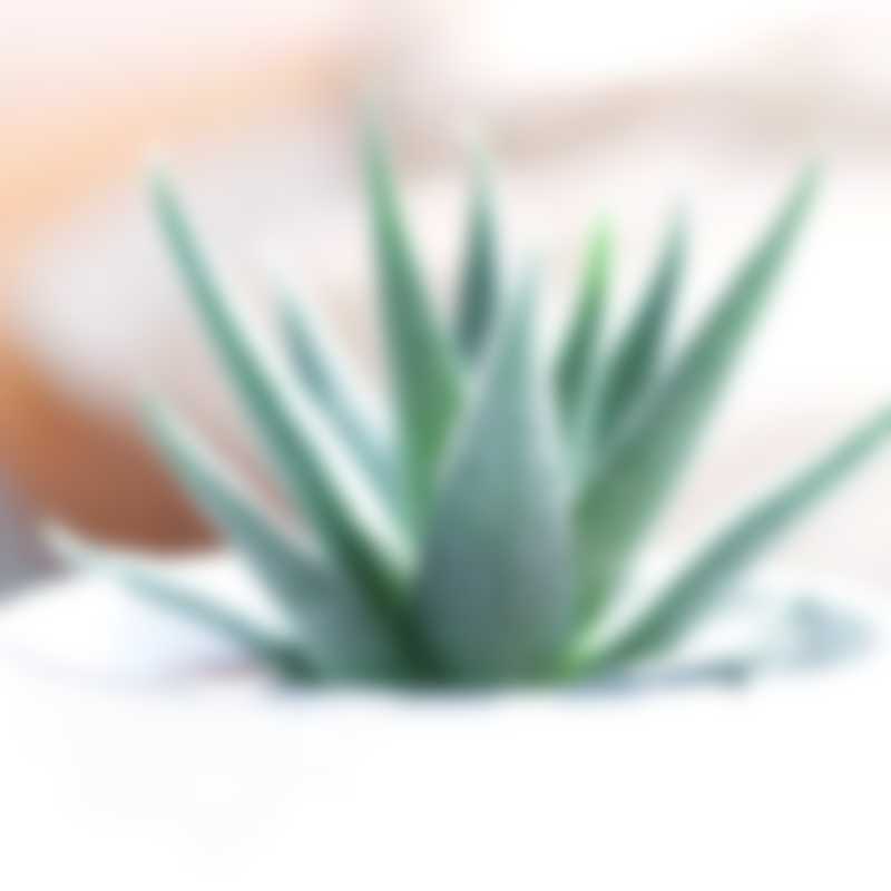 real_plant